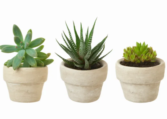 5 loại cây cảnh để bàn giúp tập trung làm việc và giảm stress