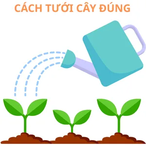 Cách tưới cây đúng cách – tránh tình trạng úng rễ, vàng lá.