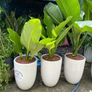 Cho Thuê Cây Đại Phú Trang Trí Hội Nghị, Khai Trương, Triển Lãm