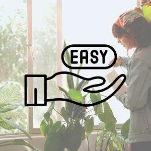 Những loại cây dễ chăm sóc cho người mới bắt đầu
