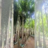 Cung Cấp Cây Cau Đuôi Chồn Trồng Cảnh Quan – Cây Khỏe, Dáng Đẹp, Giá Tốt
