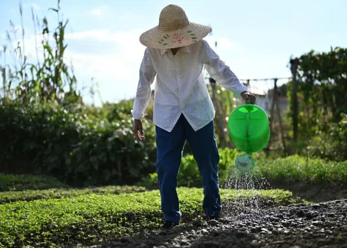 Cách tưới cây đúng cách – tránh tình trạng úng rễ, vàng lá.