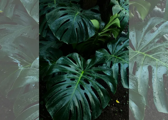 Cây kiểng lá là gì? Vì sao đang trở thành xu hướng trang trí nhà cửa?