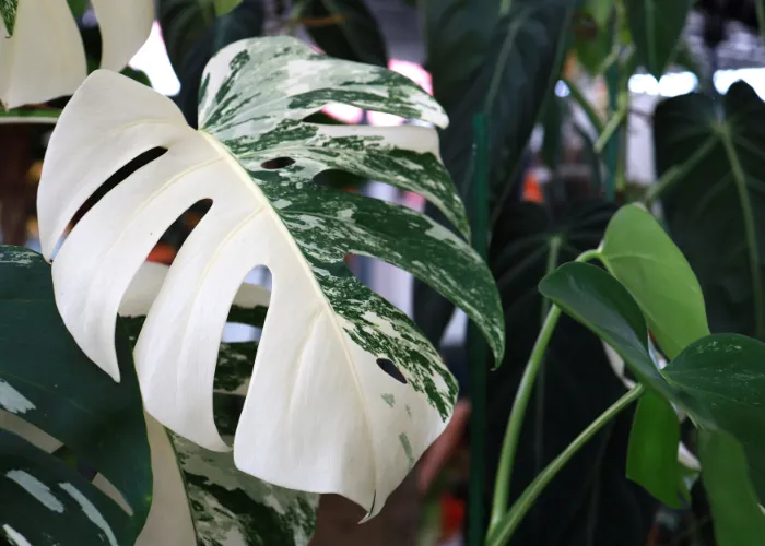 Cây kiểng lá là gì? Vì sao đang trở thành xu hướng trang trí nhà cửa?