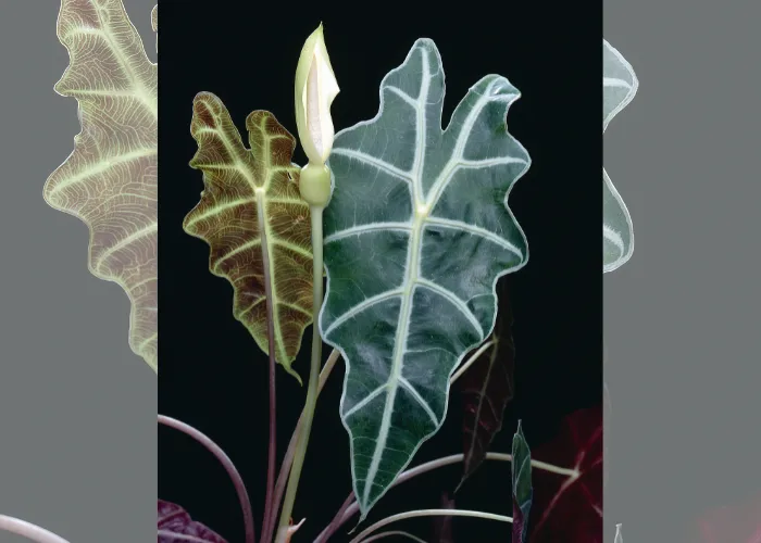 Cây kiểng lá là gì? Vì sao đang trở thành xu hướng trang trí nhà cửa?