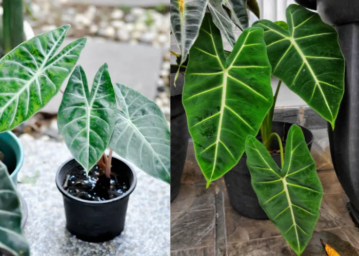 Cây kiểng lá là gì? Vì sao đang trở thành xu hướng trang trí nhà cửa?