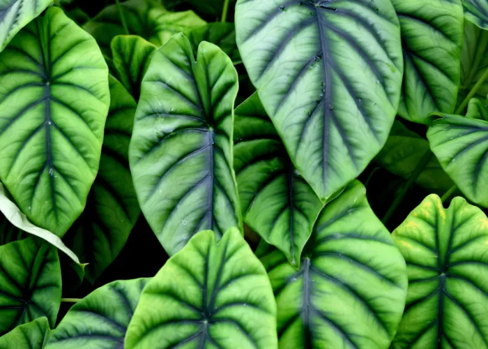 Cây kiểng lá là gì? Vì sao đang trở thành xu hướng trang trí nhà cửa?