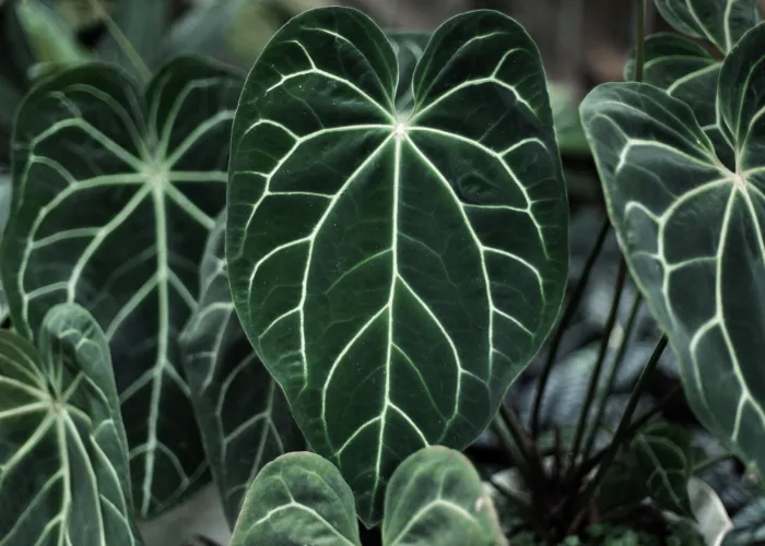 cay kieng la tro thanh xu huong trang tri 06