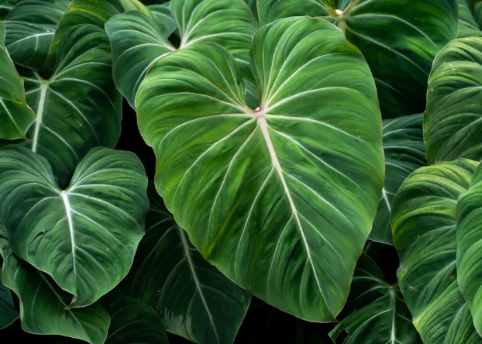 cay kieng la tro thanh xu huong trang tri 07