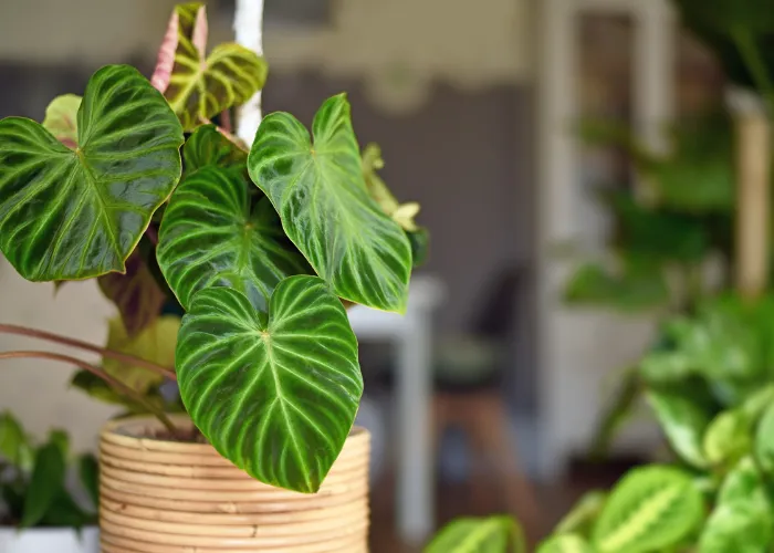 cay kieng la tro thanh xu huong trang tri 08