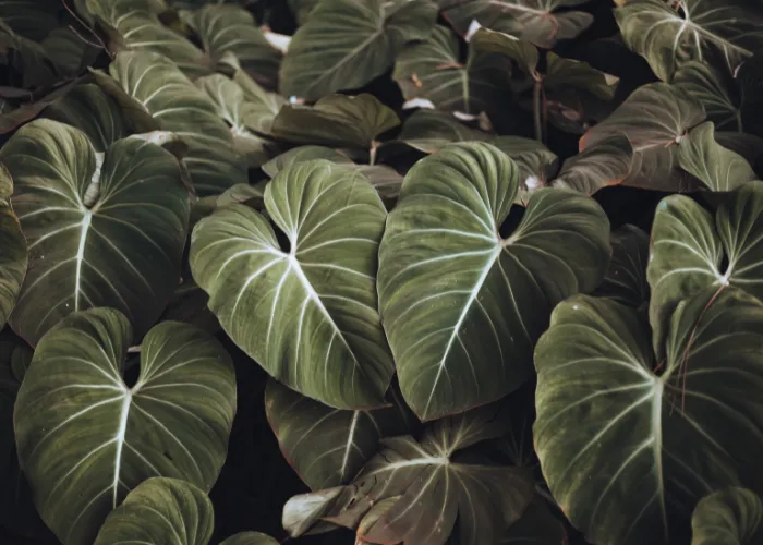 cay kieng la tro thanh xu huong trang tri 09