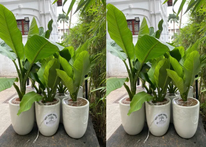 Cho Thuê Cây Đại Phú Trang Trí Hội Nghị, Khai Trương, Triển Lãm