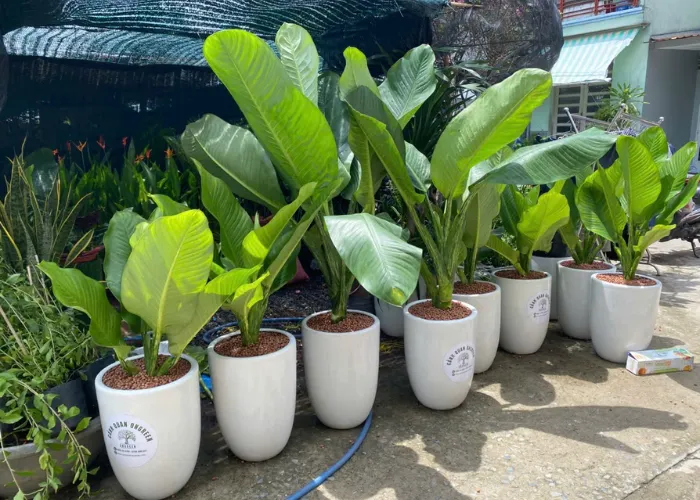 Cho Thuê Cây Đại Phú Trang Trí Hội Nghị, Khai Trương, Triển Lãm