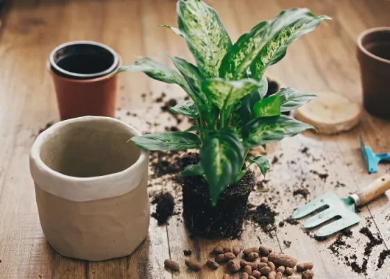Hướng Dẫn Cách Trị Gầy Cho Chậu Cây Để Bàn Tại Nhà, Văn Phòng