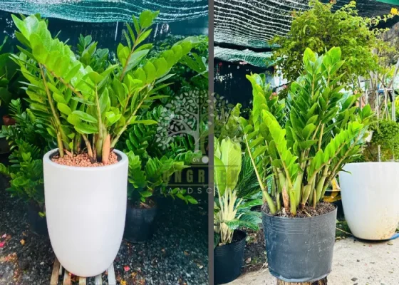 1. Cây Kim Tiền (Zamioculcas zamiifolia) Đặc điểm: Lá xanh bóng, mọc thành từng cụm khỏe khoắn. Ưu điểm: Sống tốt trong môi trường thiếu sáng, ít cần tưới nước. Ý nghĩa: Mang lại may mắn và tài lộc cho gia chủ.
