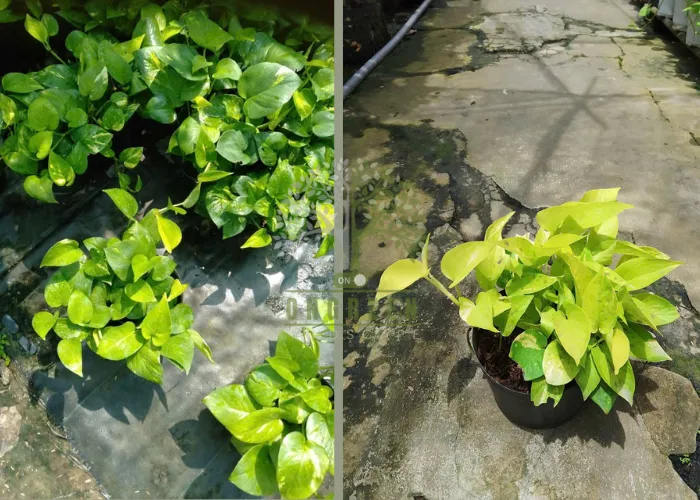Những loại cây dễ chăm sóc cho người mới bắt đầu