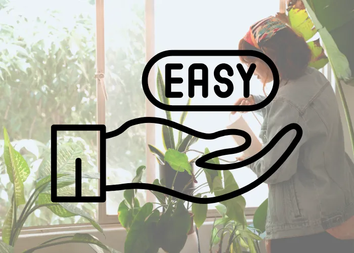Những loại cây dễ chăm sóc cho người mới bắt đầu