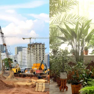 Phân biệt cây nội thất và cây công trình – trồng ở đâu thì phù hợp?