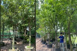 Mua Cây Lộc Vừng Ở Thủ Đức: Chọn Sao Cho Dễ Sống, Nhanh Lớn
