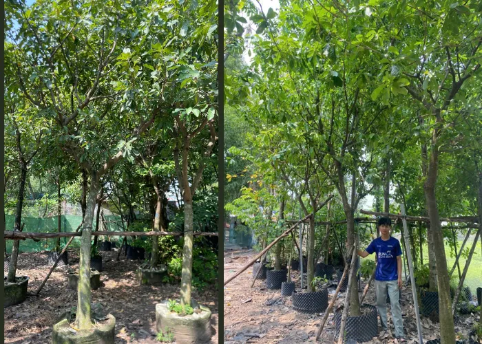 Khi Nào Nên Nhờ Đơn Vị Trồng Cây Lộc Vừng?