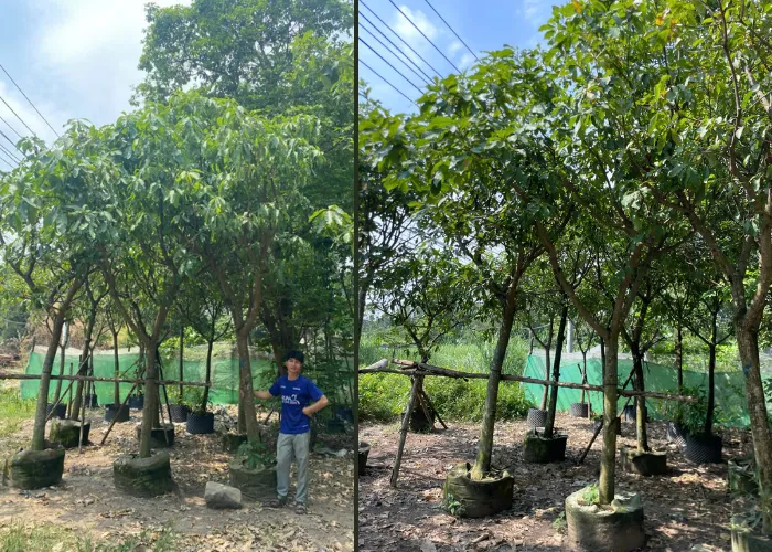 Khi Nào Nên Nhờ Đơn Vị Trồng Cây Lộc Vừng?