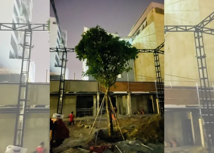 Trang Trí Quán Cà Phê, Nhà Hàng Với Cây Lộc Vừng – Xanh Mát và Phong Thủy Tốt