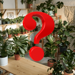 Vì sao một số loại cây có thể sống trong bóng râm?