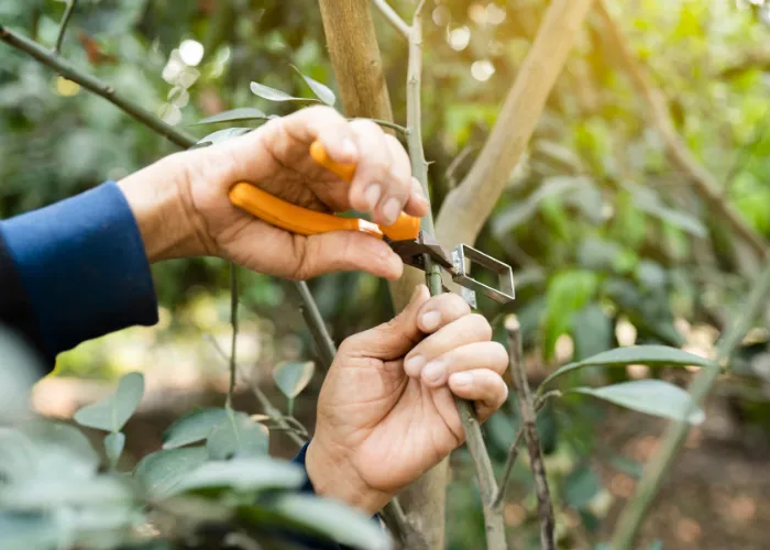 Cách tự nhân giống cây cảnh từ cành hoặc lá