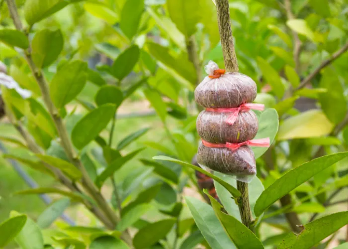 Cách tự nhân giống cây cảnh từ cành hoặc lá