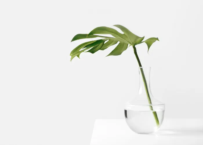 Cách tự nhân giống cây cảnh từ cành hoặc lá