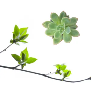 Cách tự nhân giống cây cảnh từ cành hoặc lá
