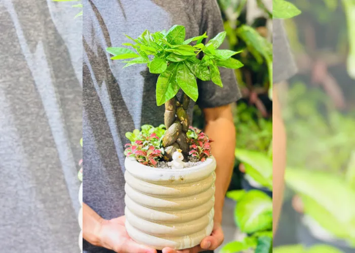 Cây Kim Ngân – tượng trưng cho tài lộc, phú quý