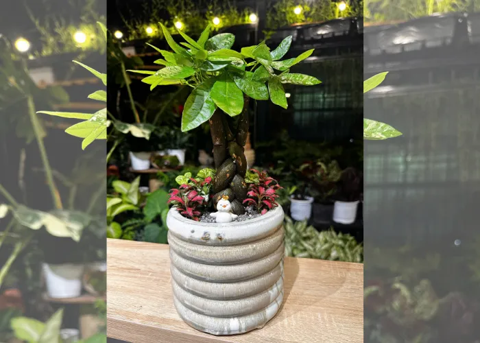 Cây Kim Ngân – tượng trưng cho tài lộc, phú quý