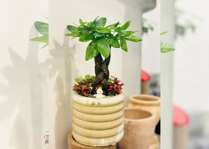 Xu hướng cá nhân hóa quà tặng cây – in logo, khắc lời chúc trên chậu