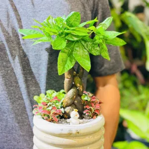 Cây Kim Ngân – tượng trưng cho tài lộc, phú quý