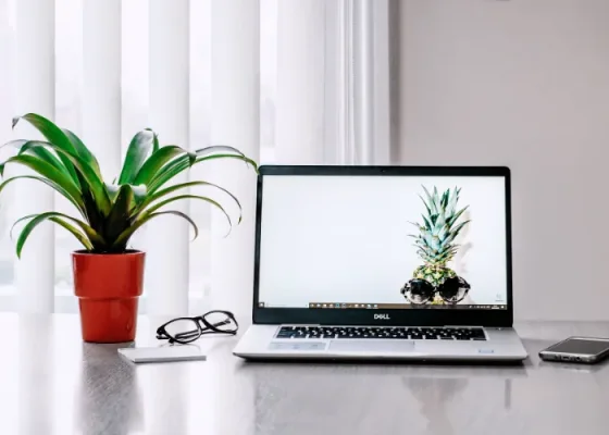 Những sai lầm thường gặp khi chăm sóc cây phong thủy