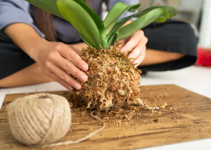 Đôi Nét Về Workshop Kokedama Và Ý Nghĩa Cùng 4 Giá Trị Cộng Đồng