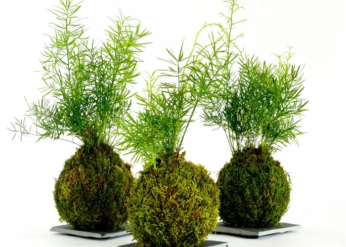 Đôi Nét Về Workshop Kokedama Và Ý Nghĩa Cùng 4 Giá Trị Cộng Đồng