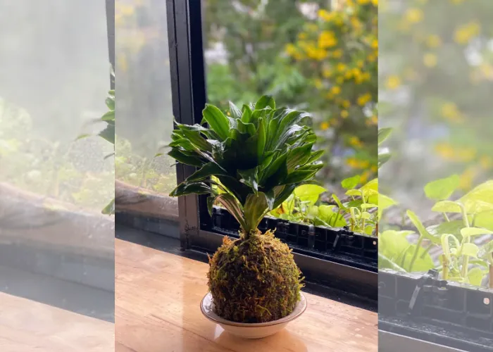 Kokedama – món quà xanh độc đáo cho bạn bè, đồng nghiệp
