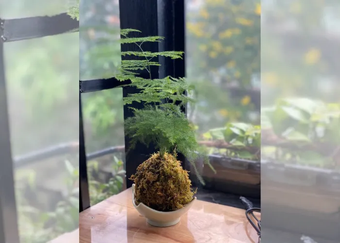 Kokedama – món quà xanh độc đáo cho bạn bè, đồng nghiệp
