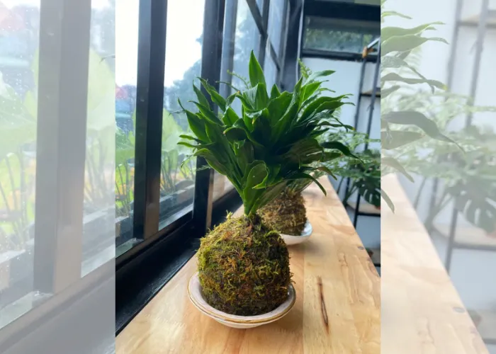 kokedama mon qua xanh doc dao cho ban be 3