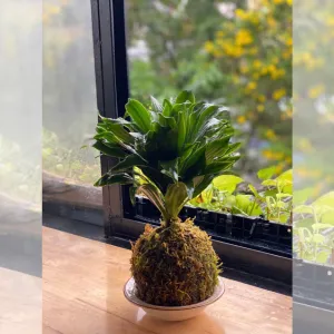 Kokedama – món quà xanh độc đáo cho bạn bè, đồng nghiệp