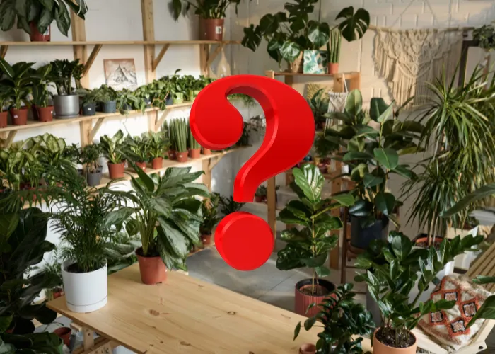 Vì sao một số loại cây có thể sống trong bóng râm?
