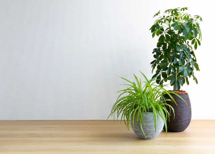 Vì sao một số loại cây có thể sống trong bóng râm?