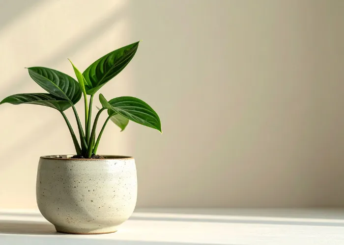 Vì sao một số loại cây có thể sống trong bóng râm?