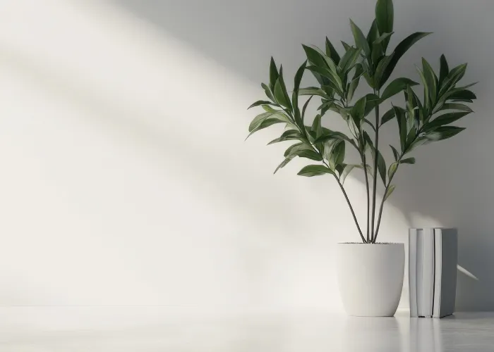 Tại sao cây trong nhà dễ chết hơn cây ngoài trời?