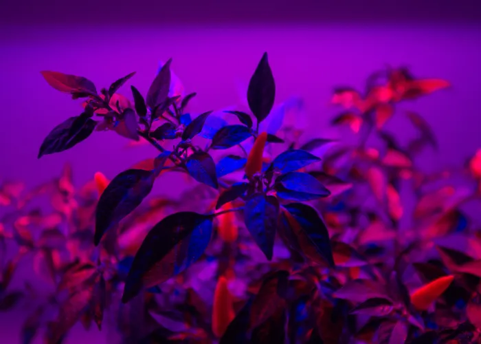 5 loại cây văn phòng chịu tối cực tốt – ai cũng nên có một chậu