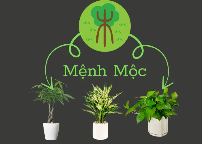 Top 8 cây hợp mệnh Mộc mà bạn cần bỏ túi