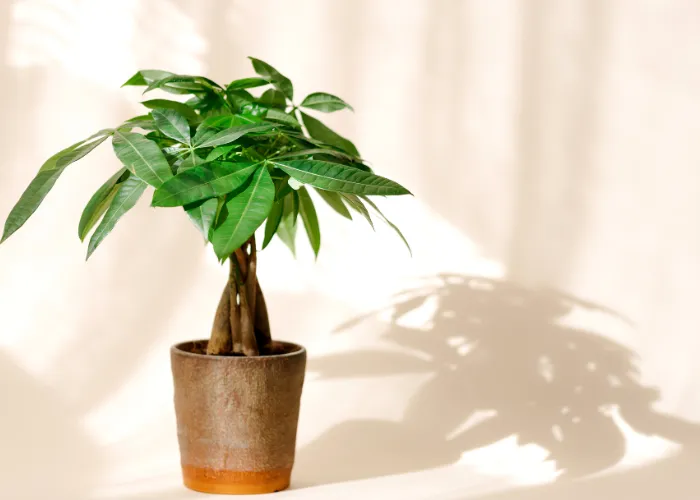 Top 8 cây hợp mệnh Mộc mà bạn cần bỏ túi