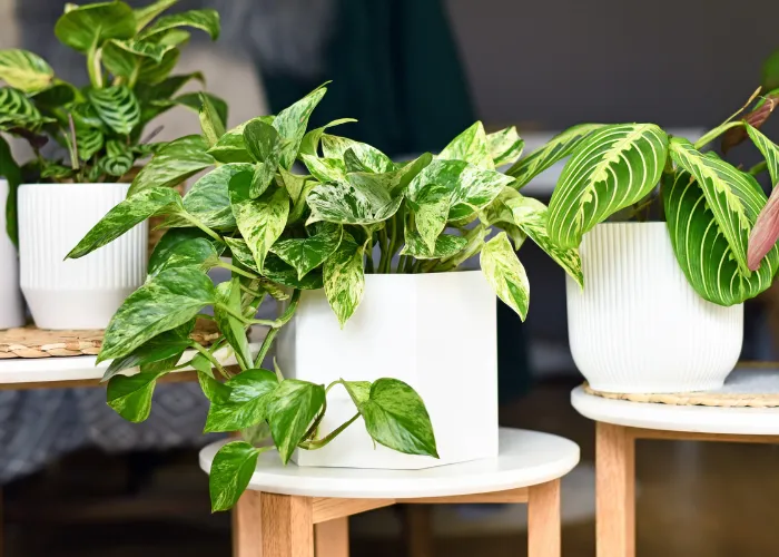 Top 8 cây hợp mệnh Mộc mà bạn cần bỏ túi